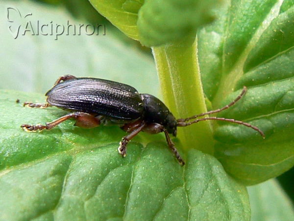 Plateumaris consimilis