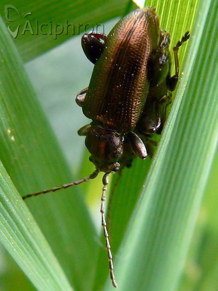 Plateumaris consimilis