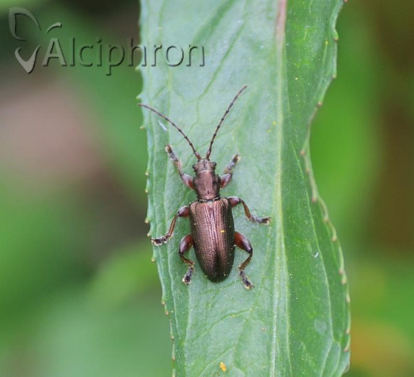 Plateumaris consimilis