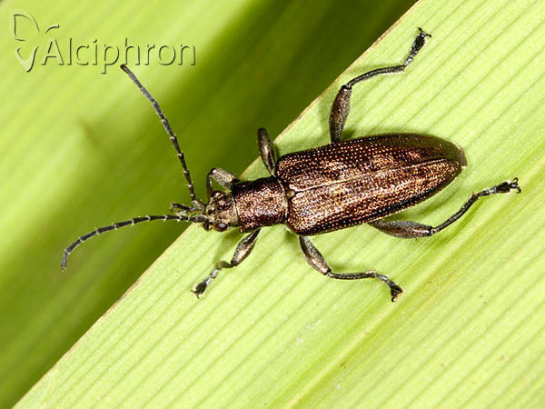 Donacia marginata