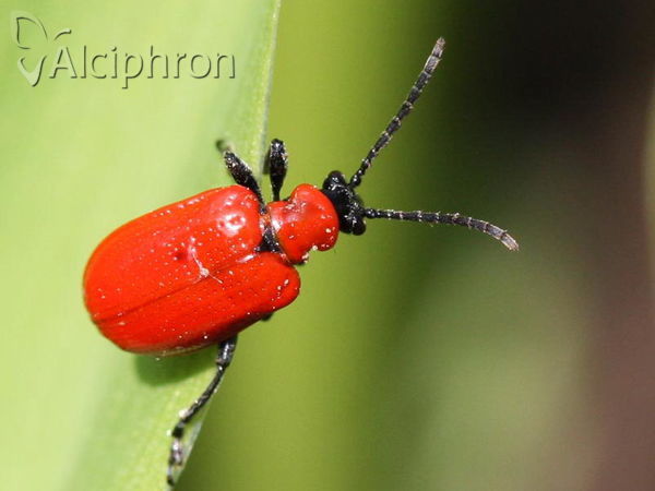 Lilioceris lilii
