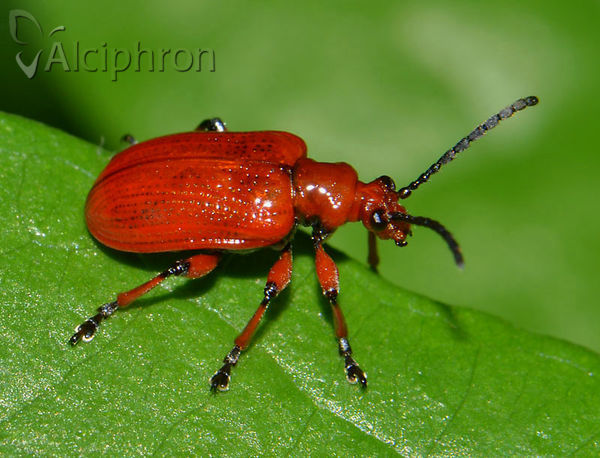 Lilioceris merdigera