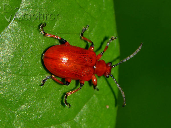 Lilioceris merdigera