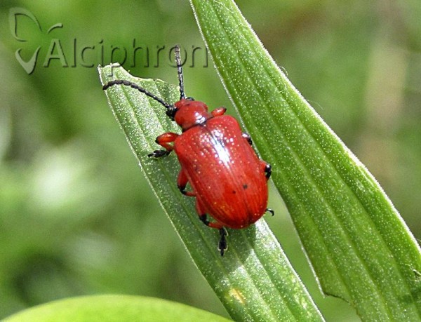 Lilioceris schneideri