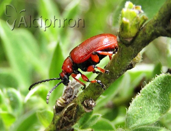 Lilioceris schneideri