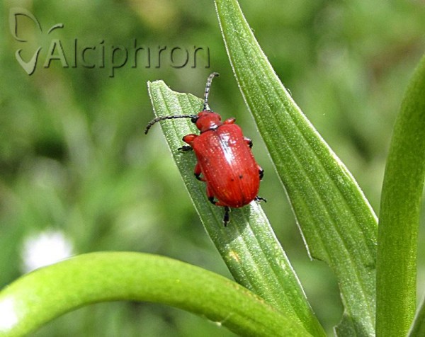 Lilioceris schneideri