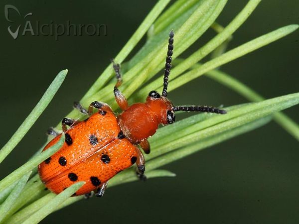 Crioceris duodecimpunctata