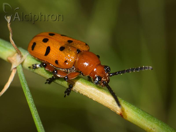 Crioceris duodecimpunctata