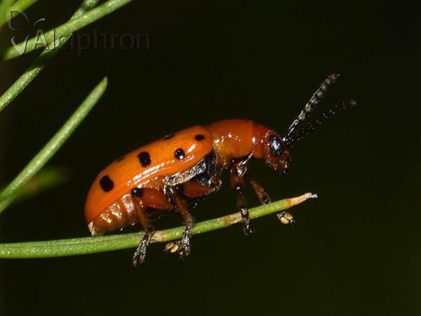 Crioceris duodecimpunctata