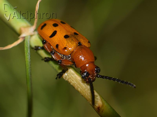 Crioceris duodecimpunctata