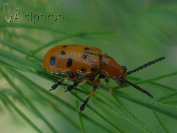 Crioceris duodecimpunctata