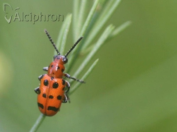 Crioceris quatuordecimpunctata