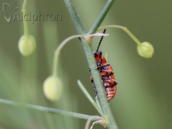 Crioceris quatuordecimpunctata