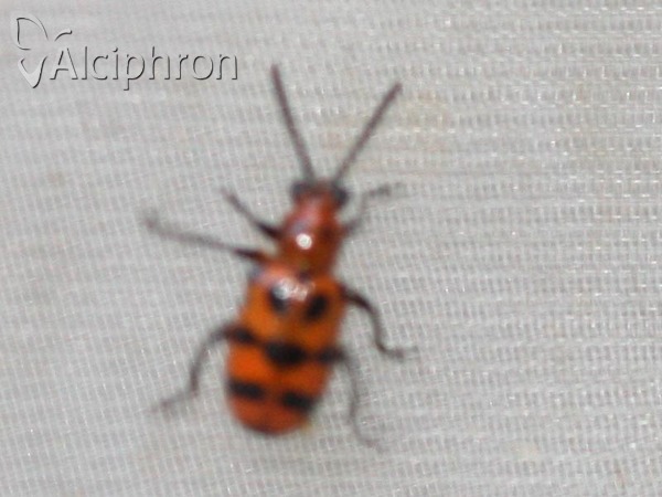 Crioceris quatuordecimpunctata