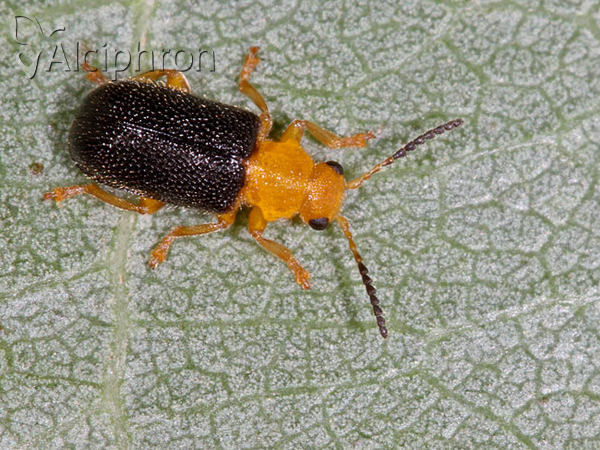 Zeugophora scutellaris
