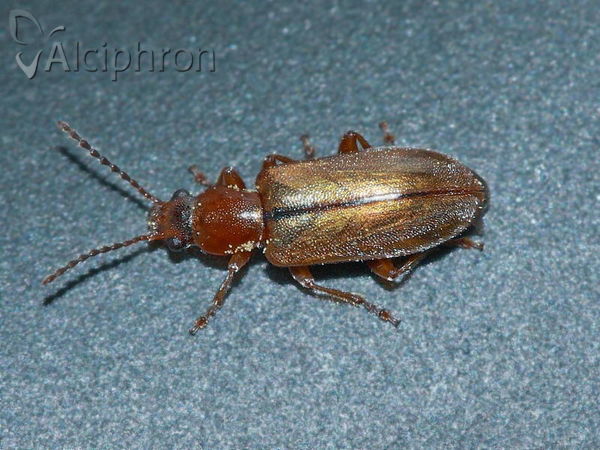 Orsodacne cerasi