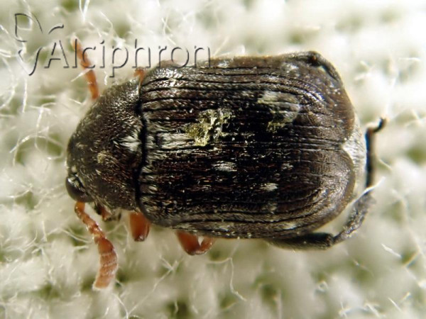 Bruchus luteicornis