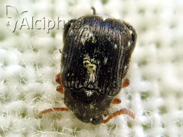 Bruchus luteicornis