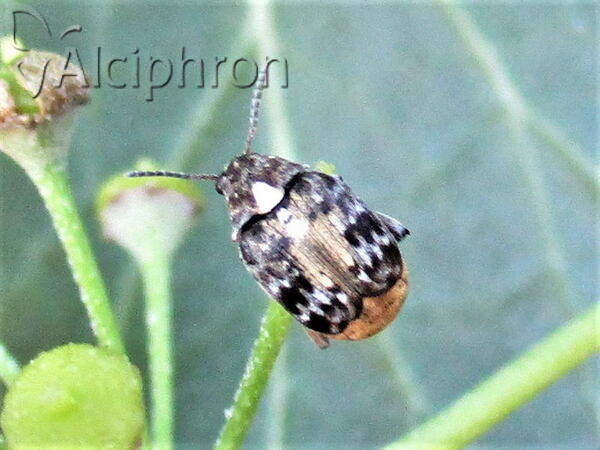 Megabruchidius dorsalis