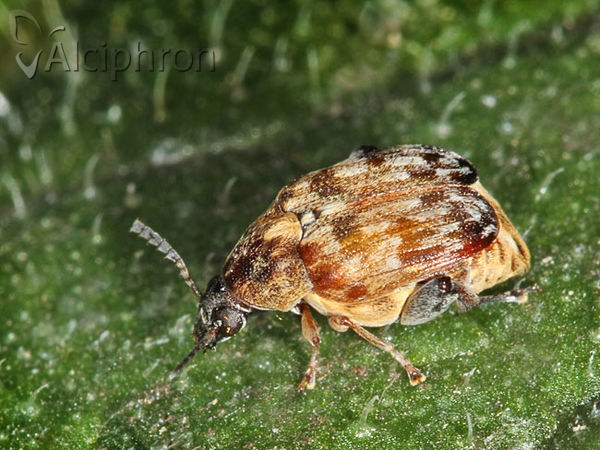 Megabruchidius tonkineus