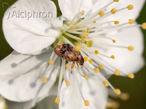 Megabruchidius tonkineus