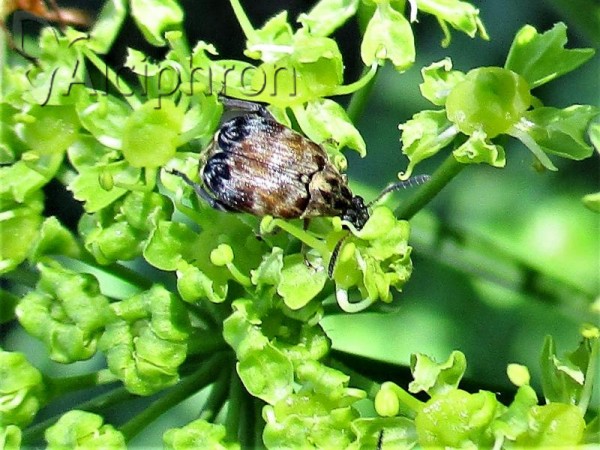 Megabruchidius tonkineus