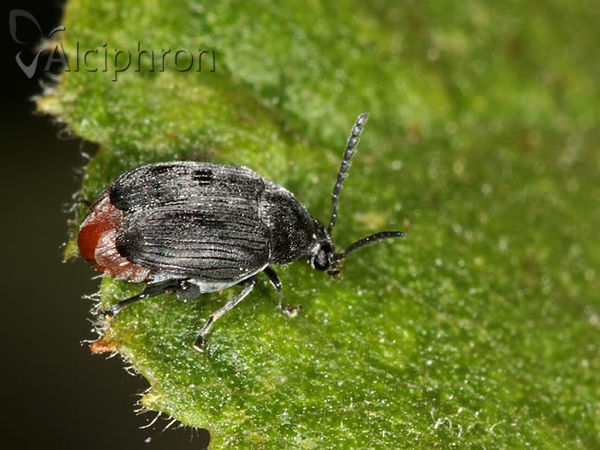 Bruchidius siliquastri