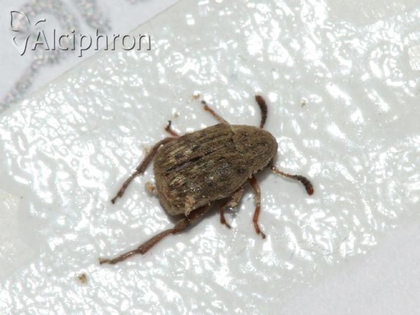 Acanthoscelides obtectus