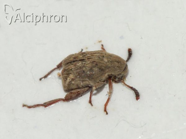 Acanthoscelides obtectus