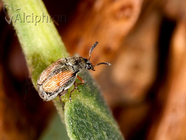 Acanthoscelides pallidipennis