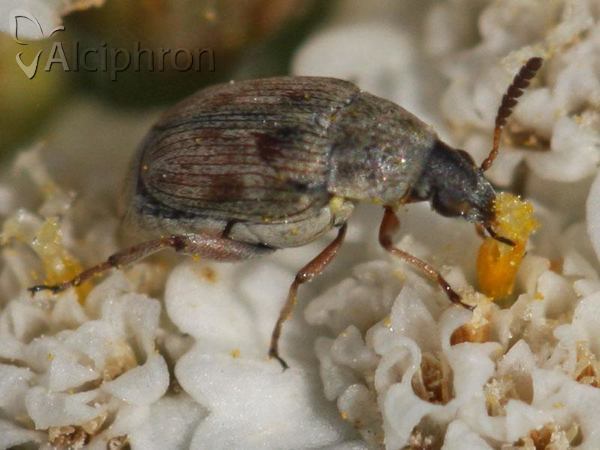 Acanthoscelides pallidipennis