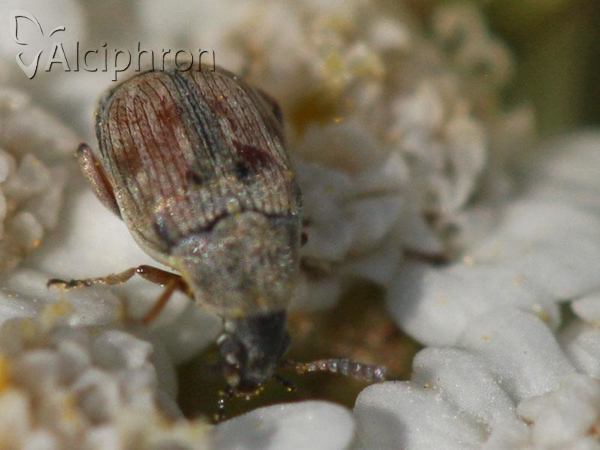 Acanthoscelides pallidipennis