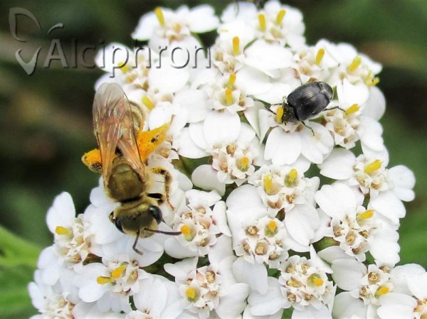 Spermophagus sericeus