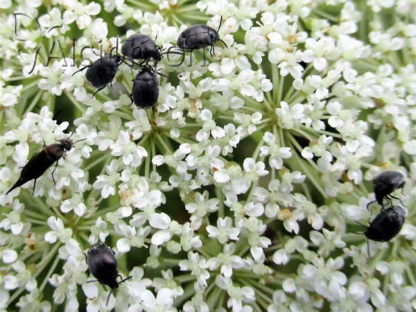 Spermophagus sericeus