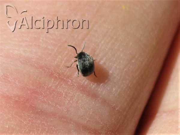 Spermophagus sericeus