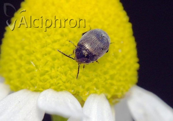 Spermophagus sericeus