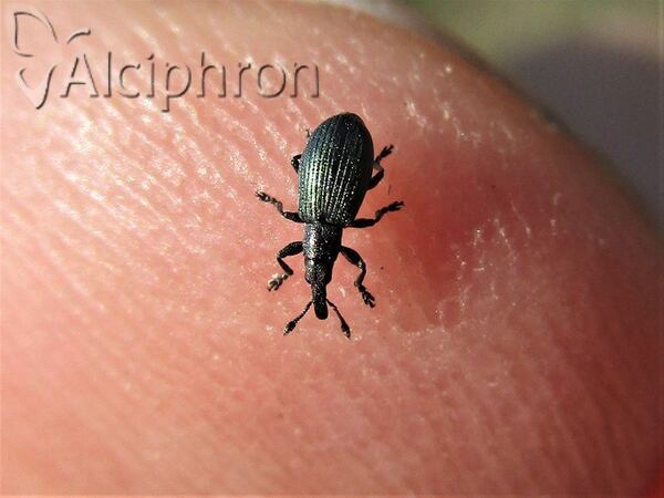 Perapion violaceum