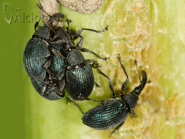 Alocentron curvirostre