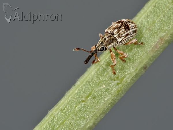 Taeniapion urticarium