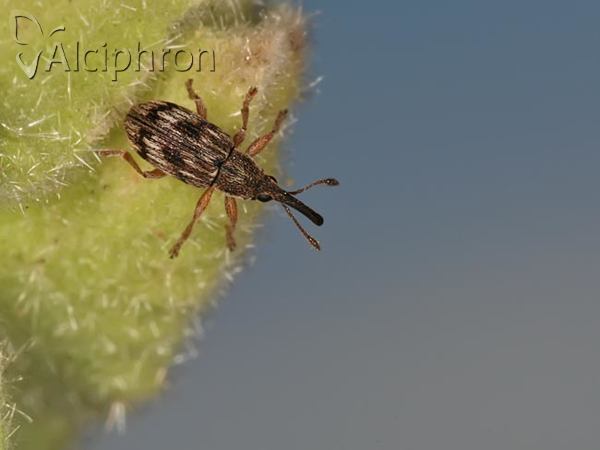 Taeniapion urticarium