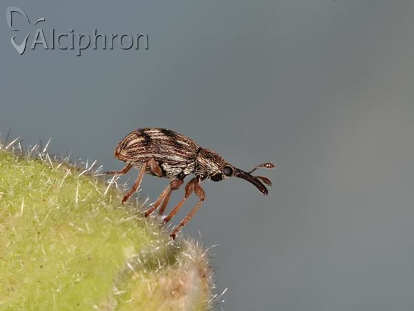 Taeniapion urticarium