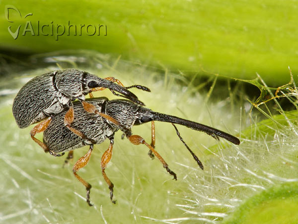 Rhopalapion longirostre