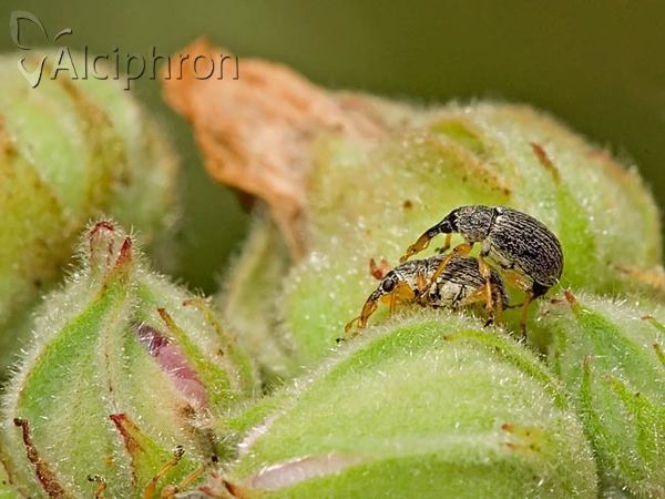 Pseudapion fulvirostre