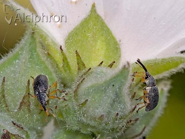 Pseudapion fulvirostre