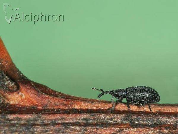 Stenopterapion intermedium