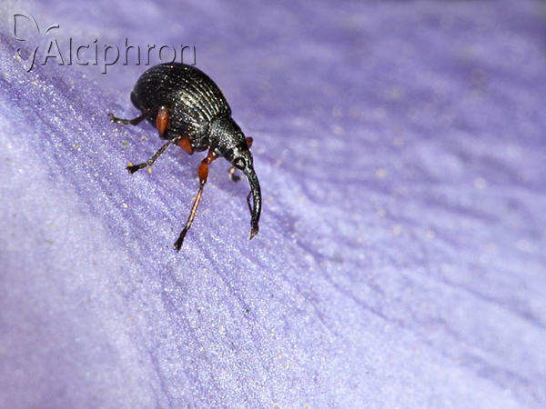 Protapion schoenherri