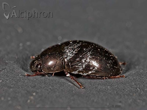 Simplocaria semistriata