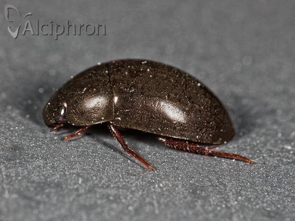 Simplocaria semistriata