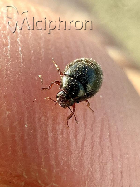 Simplocaria semistriata