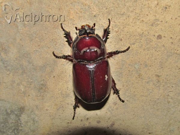 Oryctes nasicornis